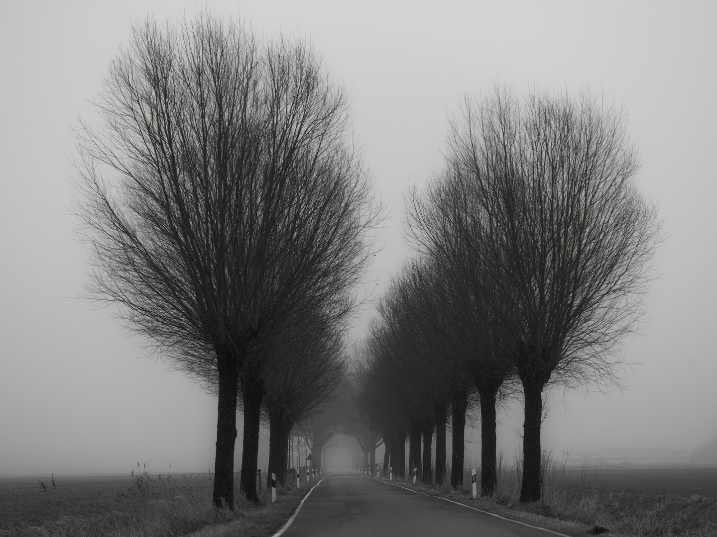 Allee im Nebel