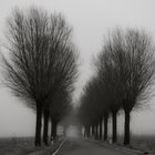 Allee im Nebel