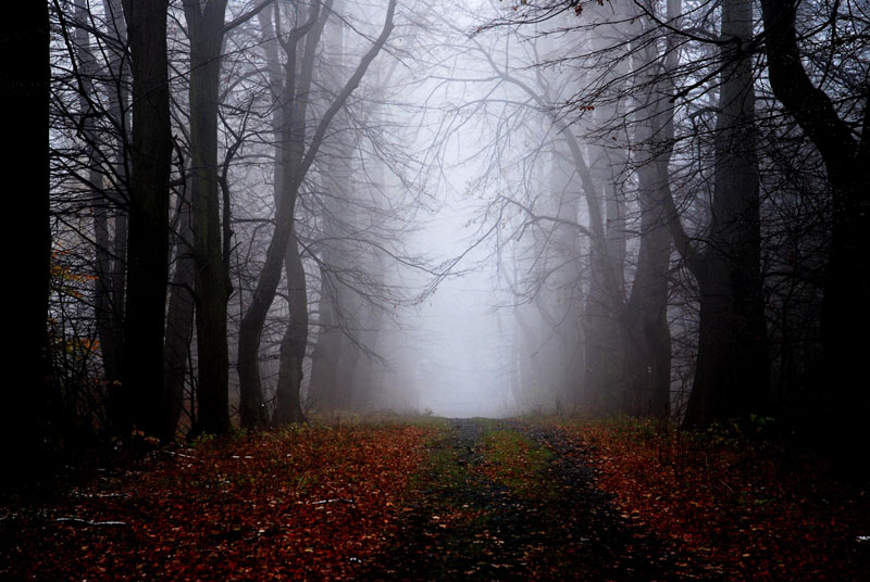 Allee im Nebel