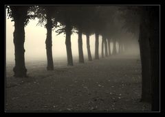 Allee im Nebel