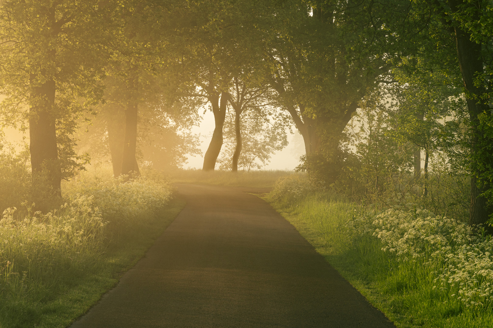 Allee im Nebel