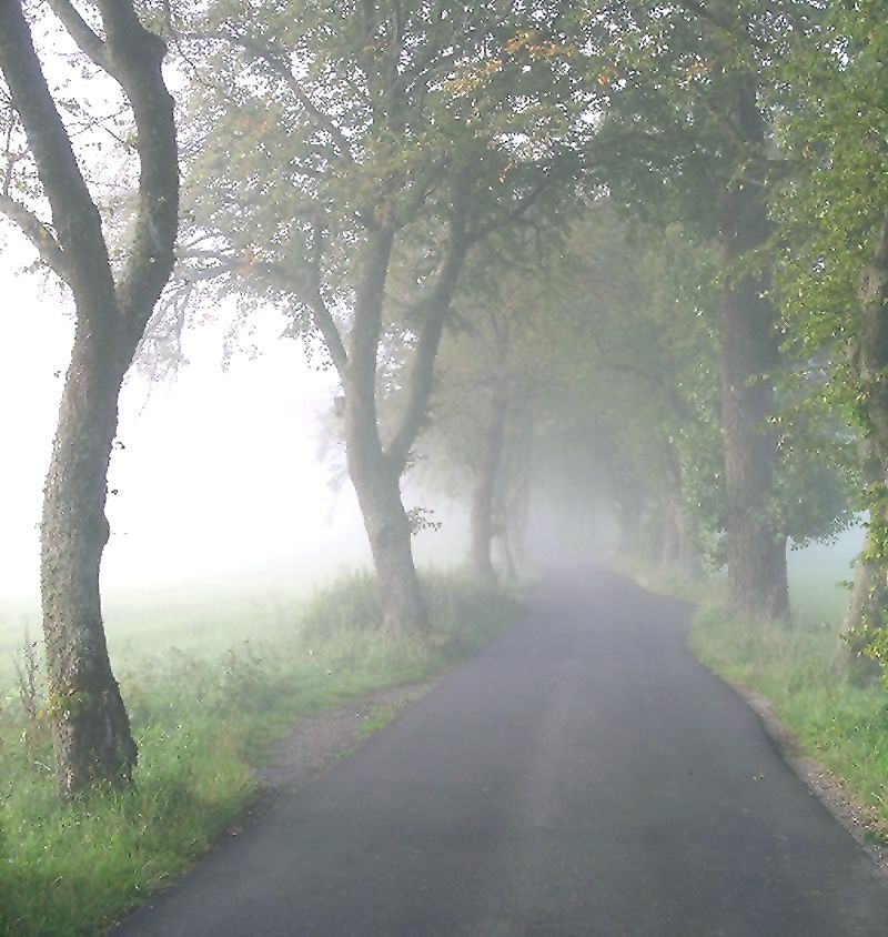 Allee im Nebel