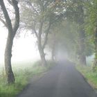 Allee im Nebel