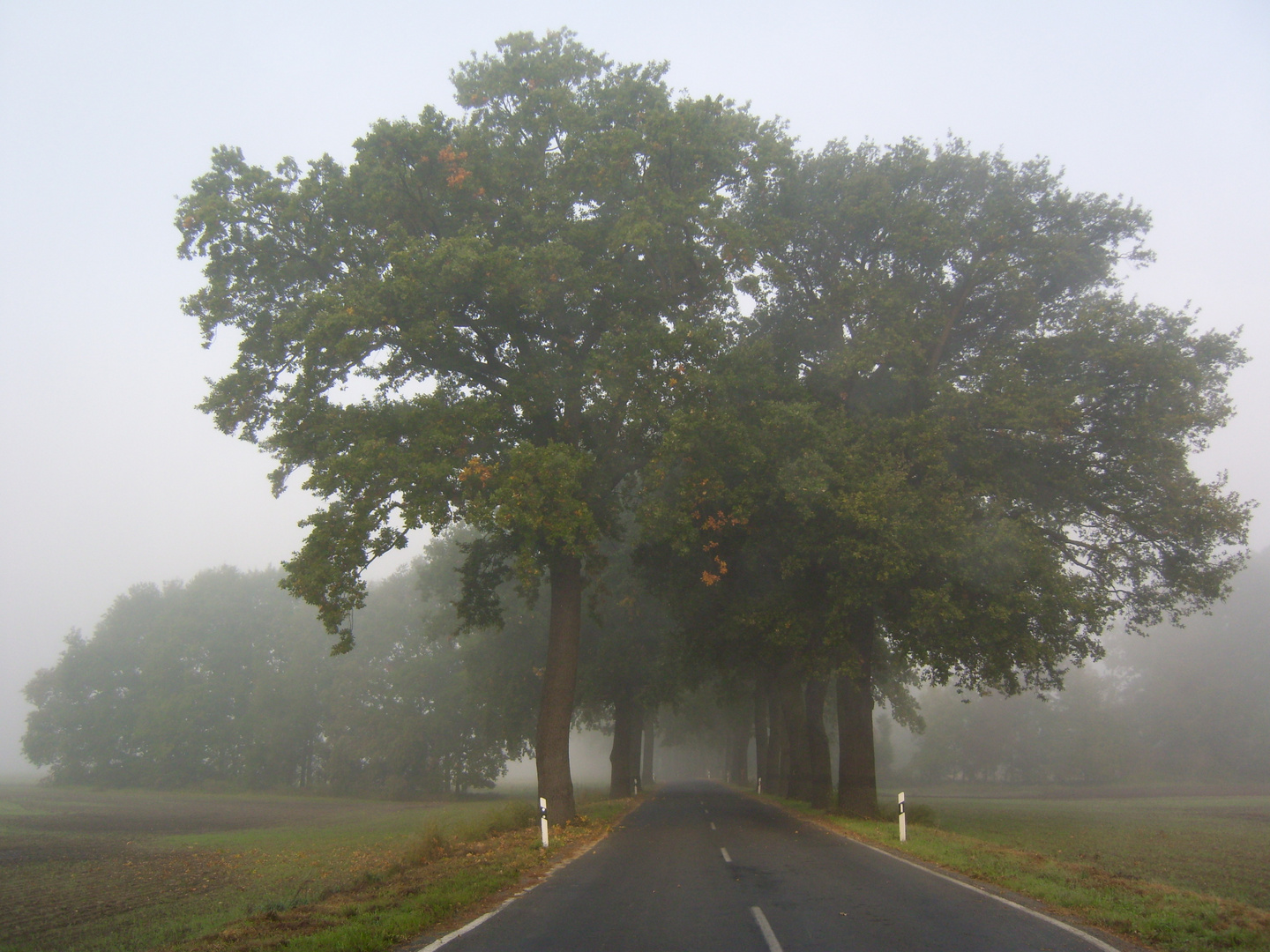 Allee im Nebel