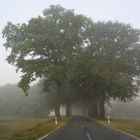 Allee im Nebel