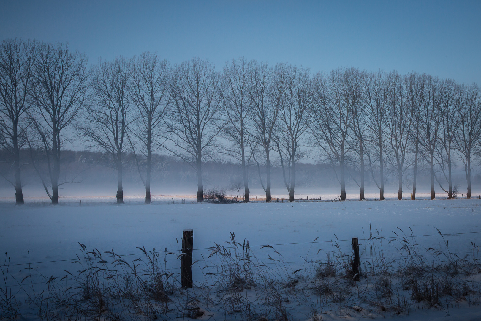 Allee im Nebel