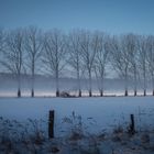 Allee im Nebel