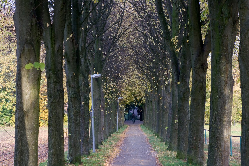 Allee im November