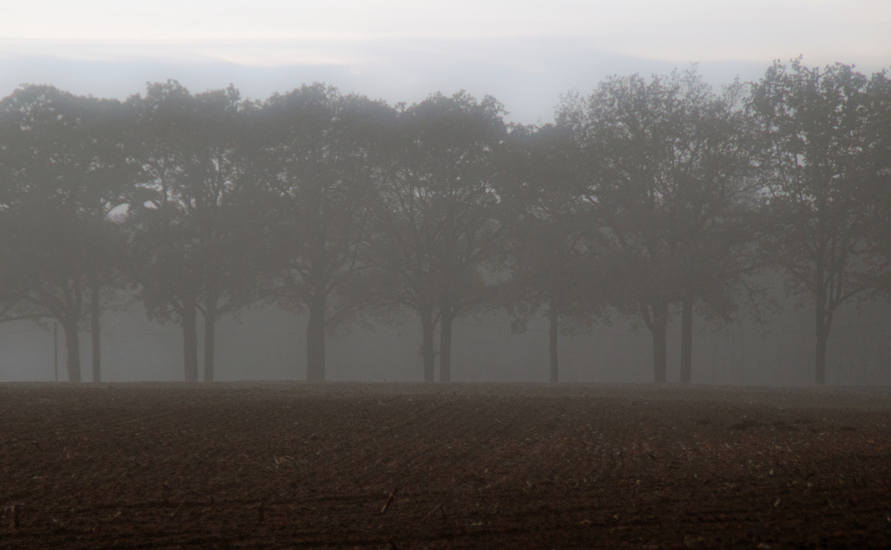 Allee im Novembernebel 