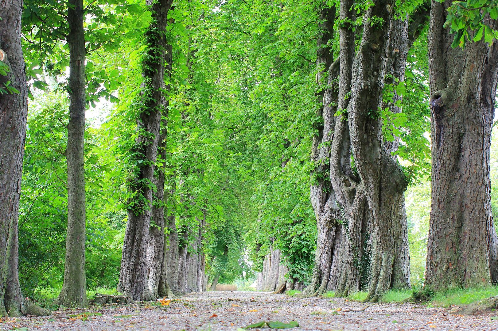 Allee im Park Korselitse auf Falster Dänemark