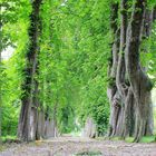 Allee im Park Korselitse auf Falster Dänemark