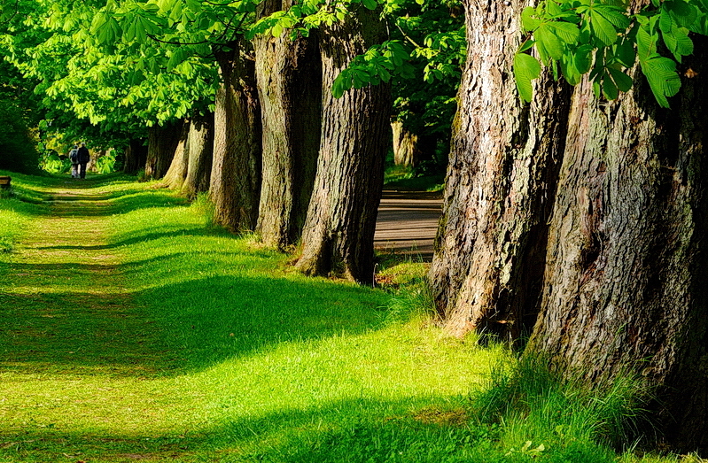 Allee im Putbusser Park auf Rügen.