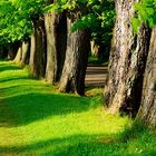 Allee im Putbusser Park auf Rügen.