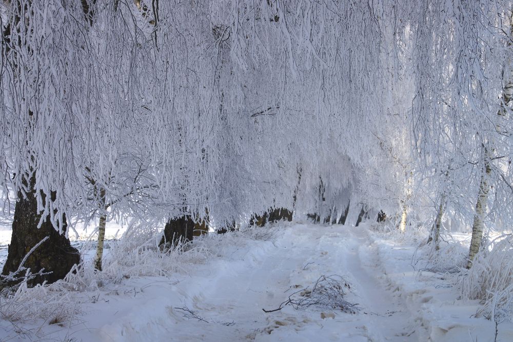 Allee im Raureif