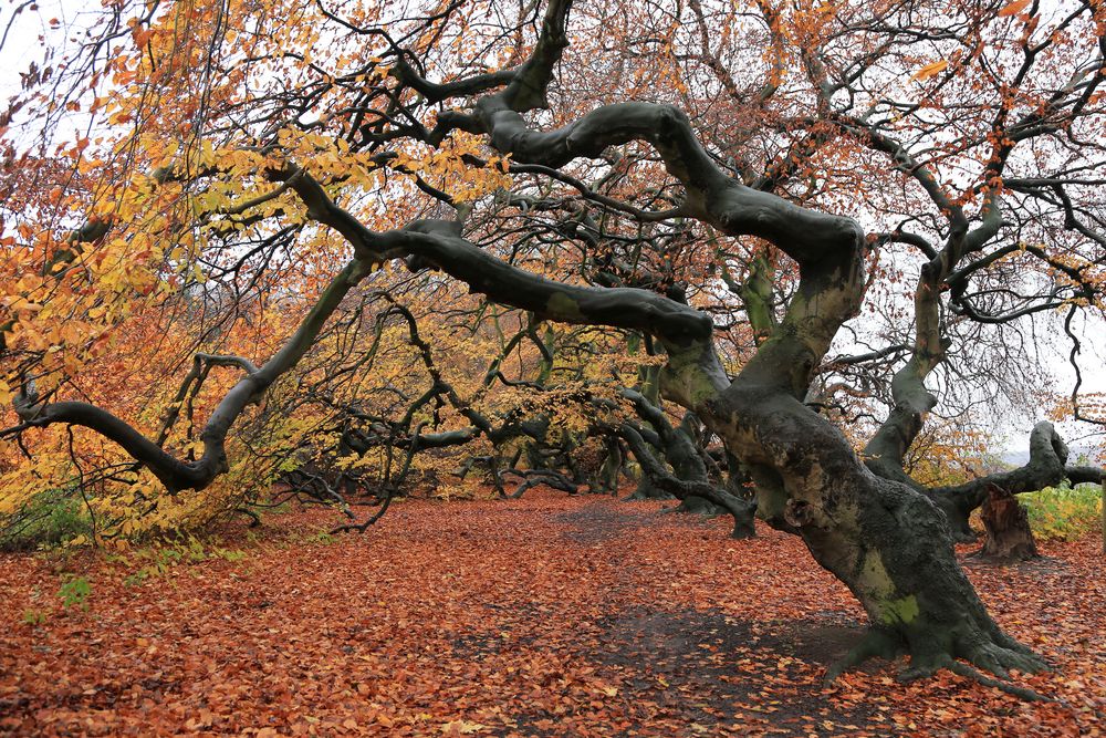 allee im regen Foto & Bild