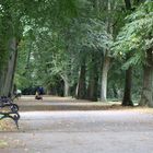 Allee im Rombergpark, Dortmund