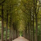 Allee im Schloßgarten - Schwetzingen