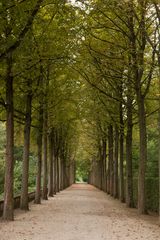 Allee im Schloßgarten - Schwetzingen