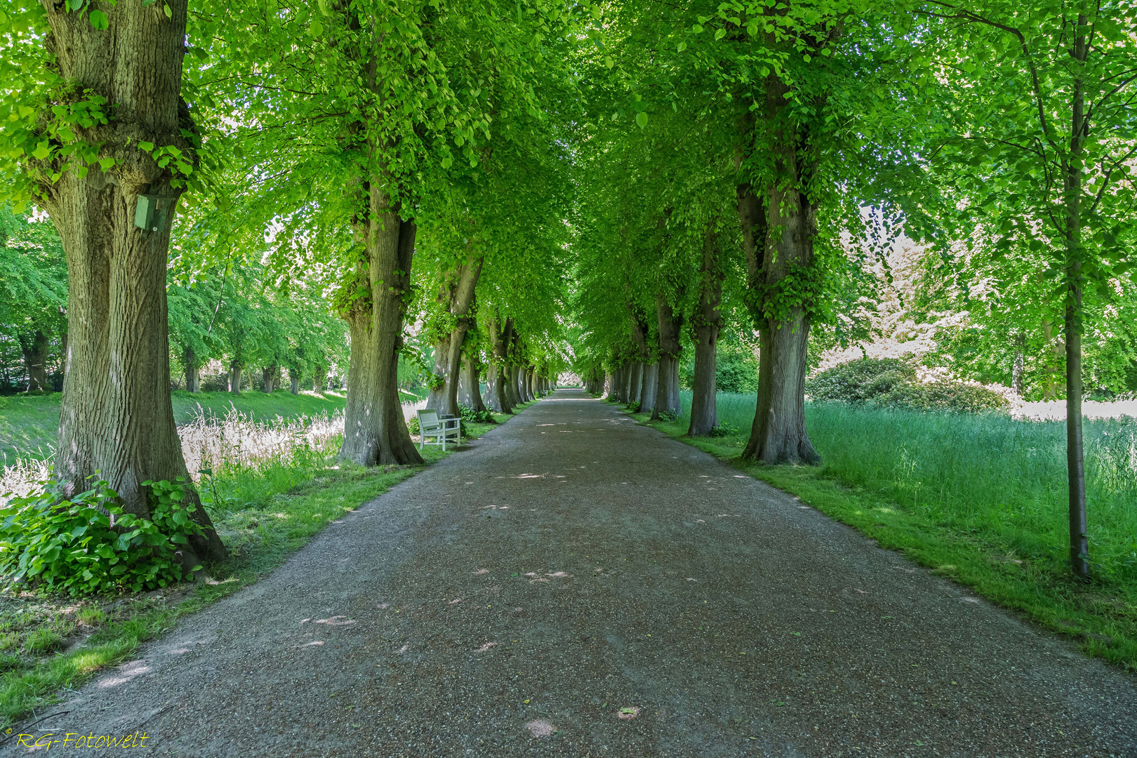 Allee im Schlossgarten von Schloss Bothmer Foto & Bild landschaft