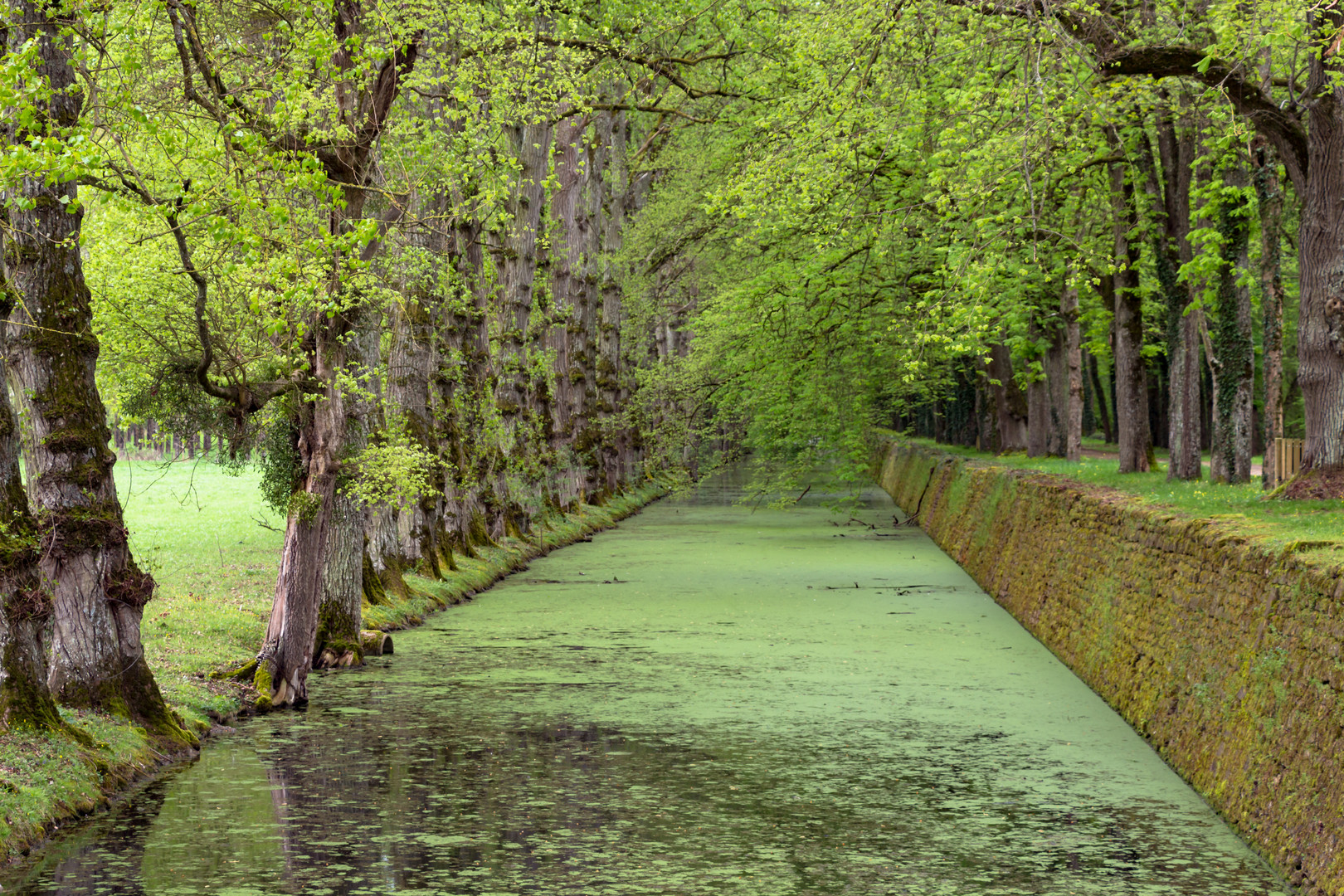 Allée im Schlosspark