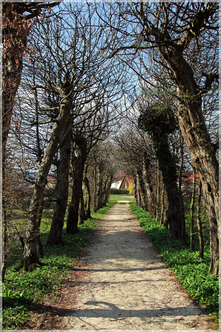 Allee im Schloßpark