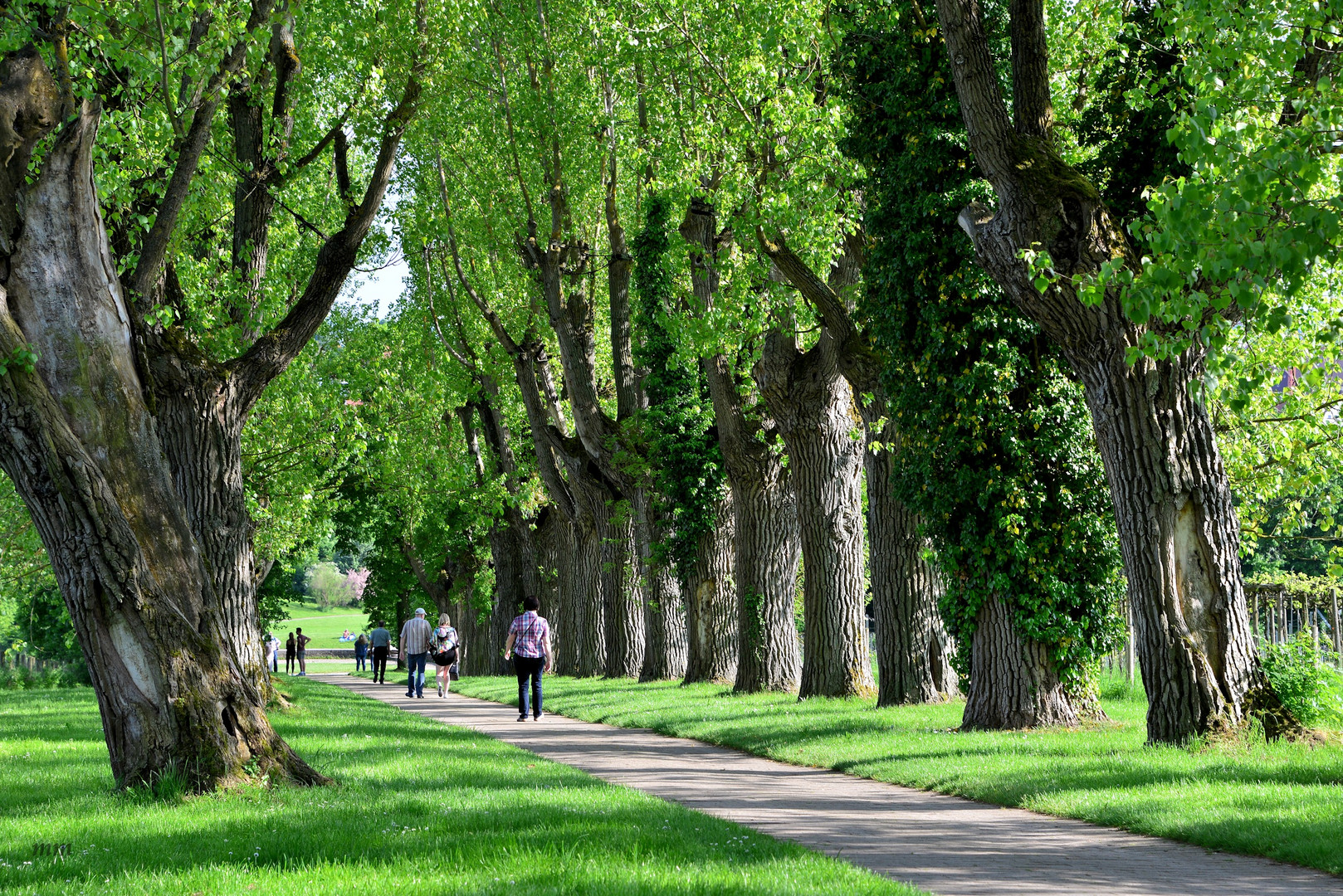 Allee Im Schlosspark Foto Bild Baume Stuttgart Uni Hohenheim