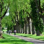 Allee im Schlosspark 