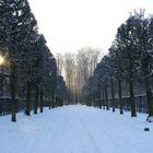 Allee im Schlosspark in Brühl