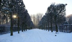 Allee im Schlosspark in Brühl