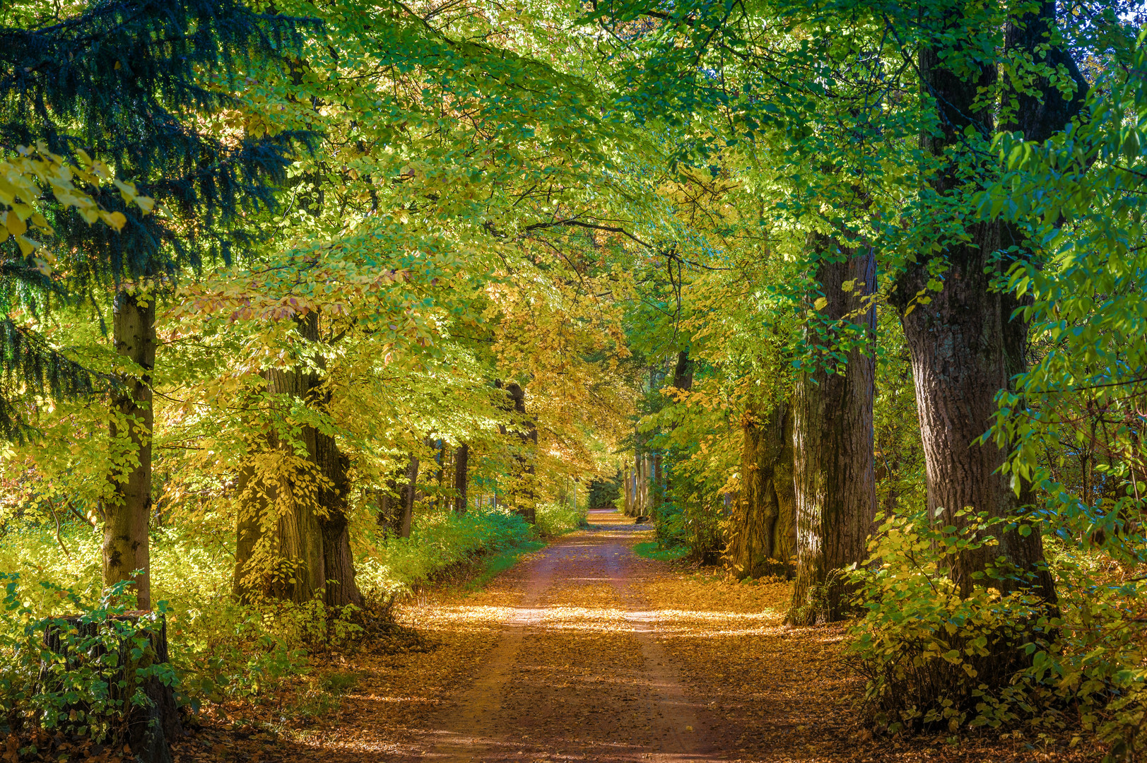 Allee im Schloßpark in Donaueschingen