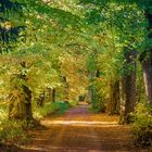 Allee im Schloßpark in Donaueschingen