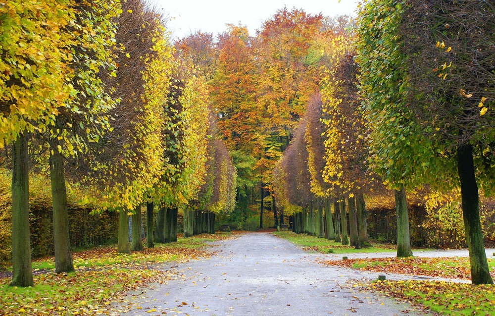 Allee im Schlosspark von Brühl