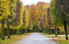 Allee im Schlosspark von Brühl