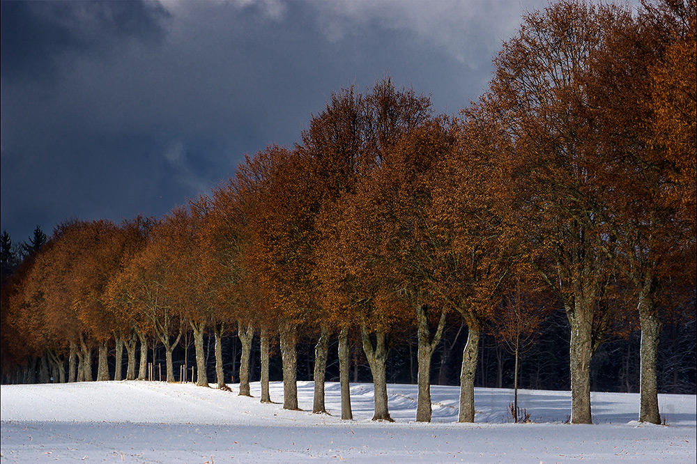 Allee im Schnee