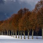 Allee im Schnee