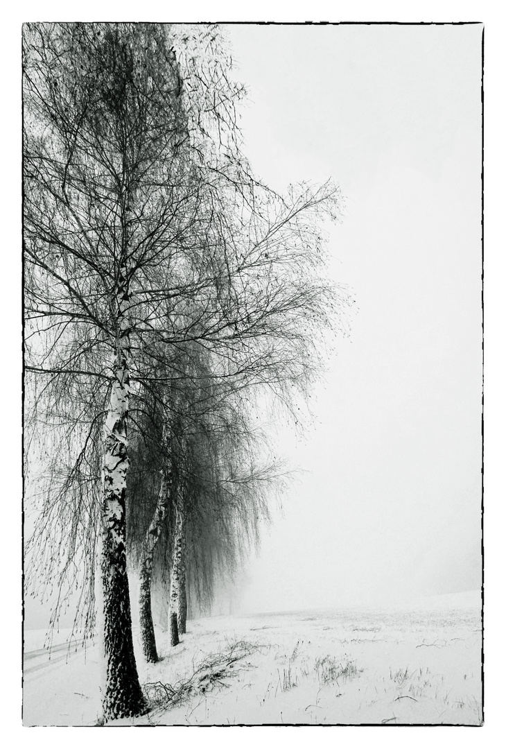 Allee im Schnee