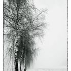 Allee im Schnee