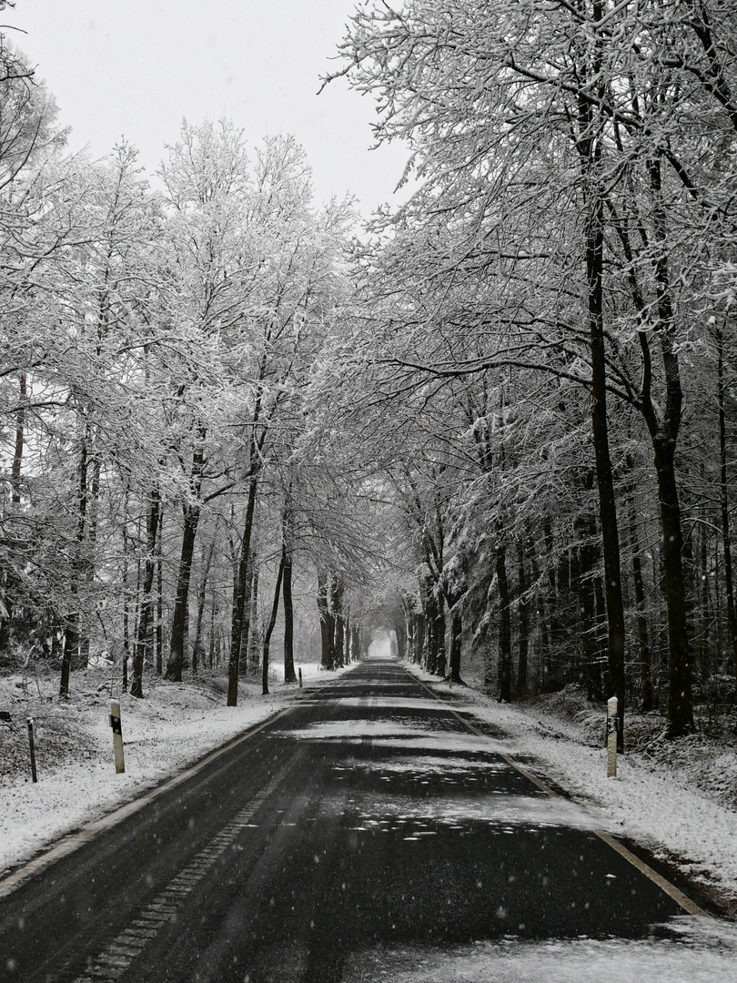 Allee im Schnee