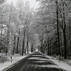 Allee im Schnee