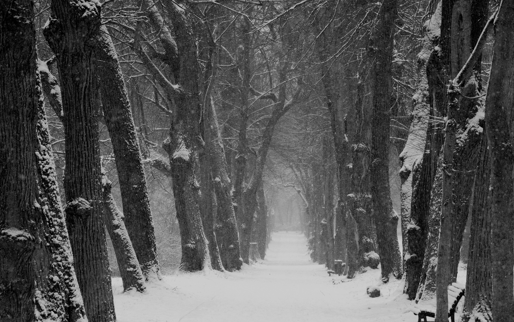 Allee im Schneegestöber