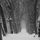 Allee im Schneegestöber