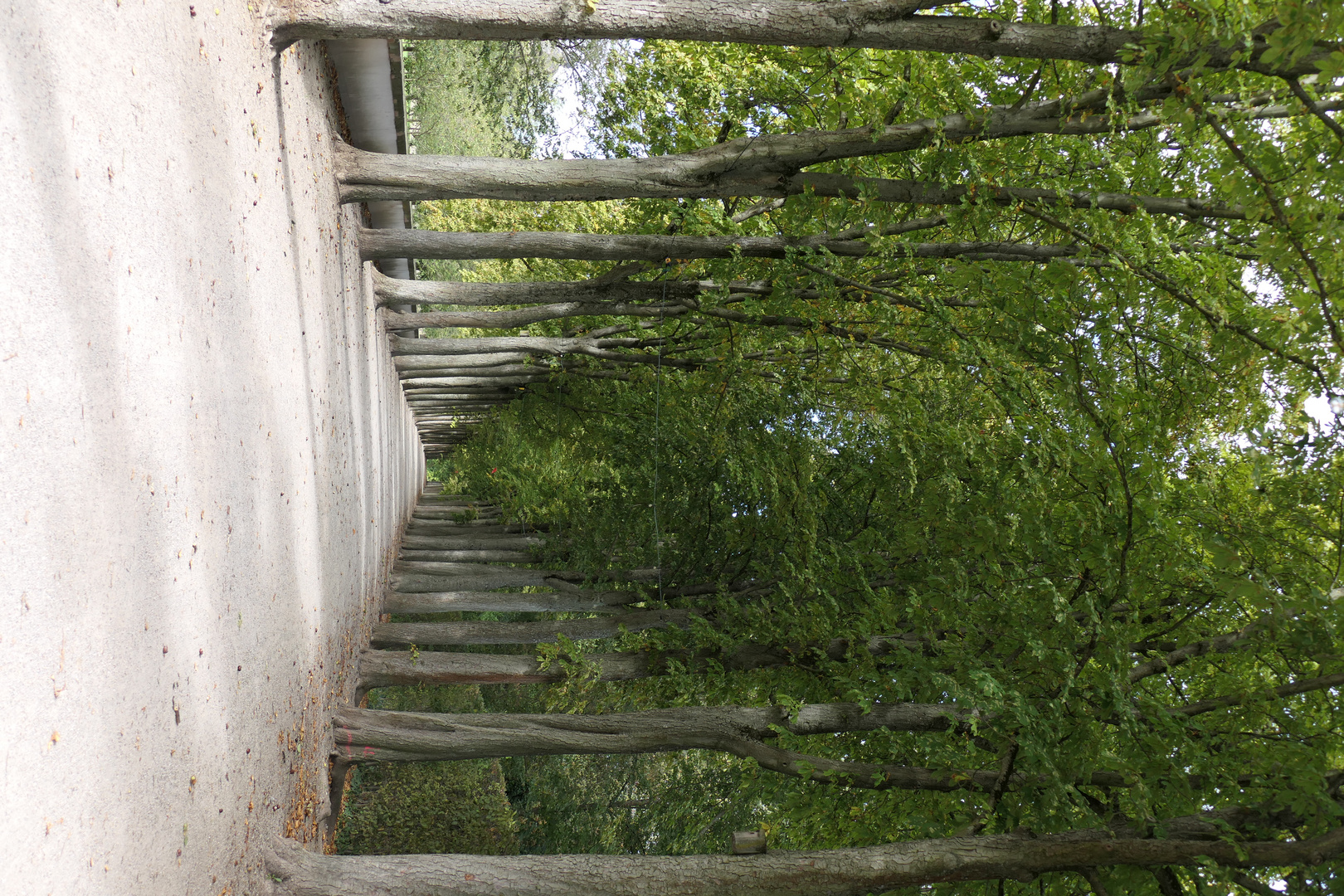 Allee im Schwetzinger Schlosspark