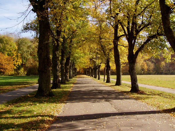 Allee im Siebentischwald