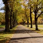 Allee im Siebentischwald