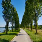 Allee im Sommer