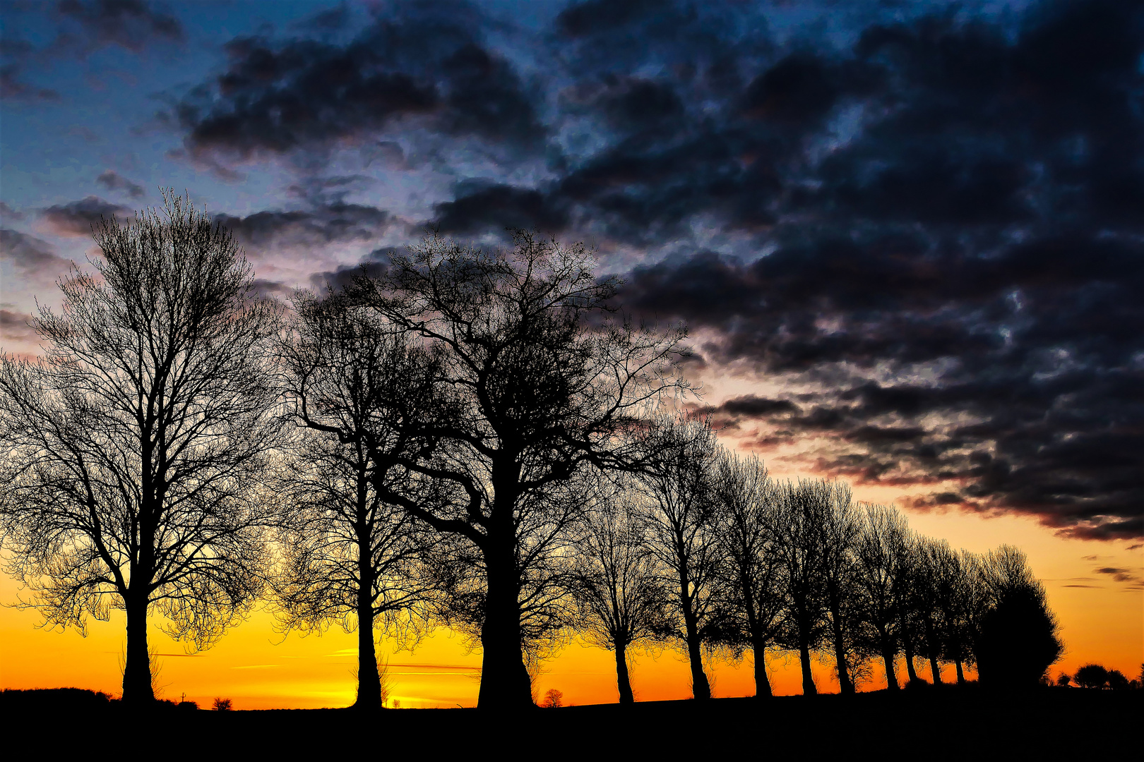 Allee im Sonnenaufgang