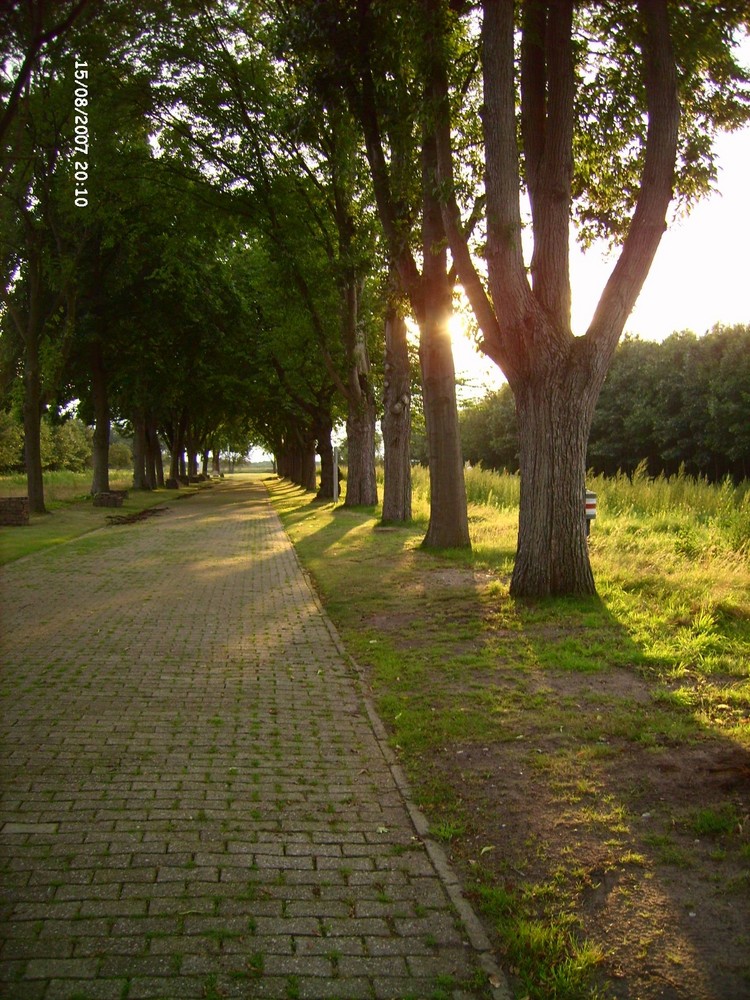 Allee im Sonnenschein