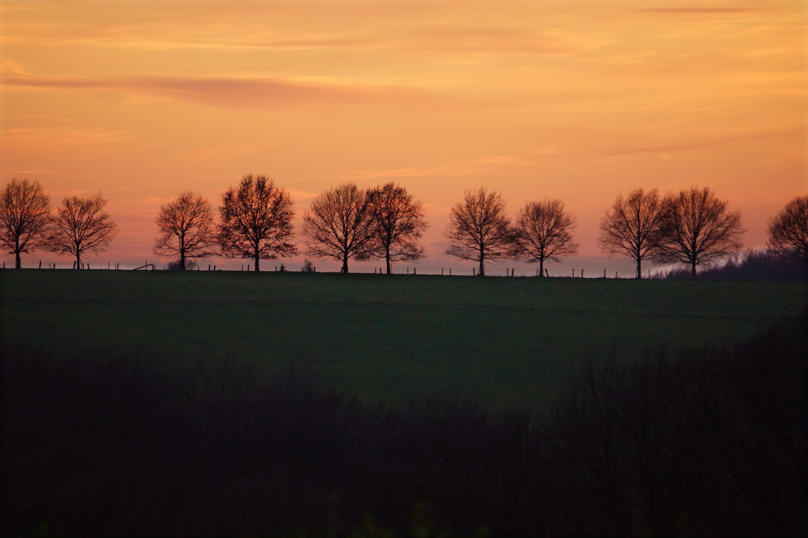 Allee im Sonnenuntergang