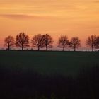 Allee im Sonnenuntergang