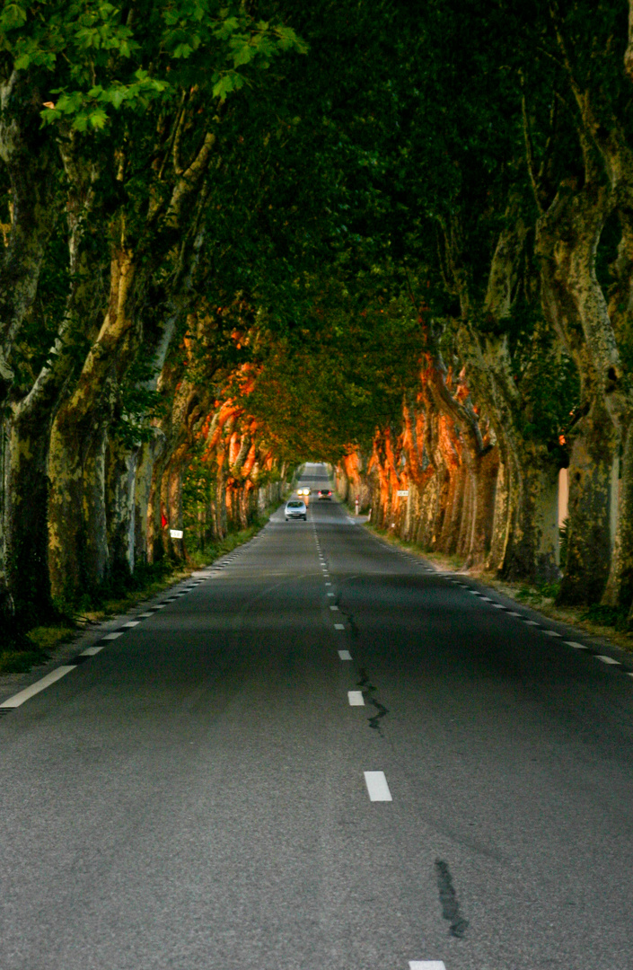 Allee im Sonnenuntergang